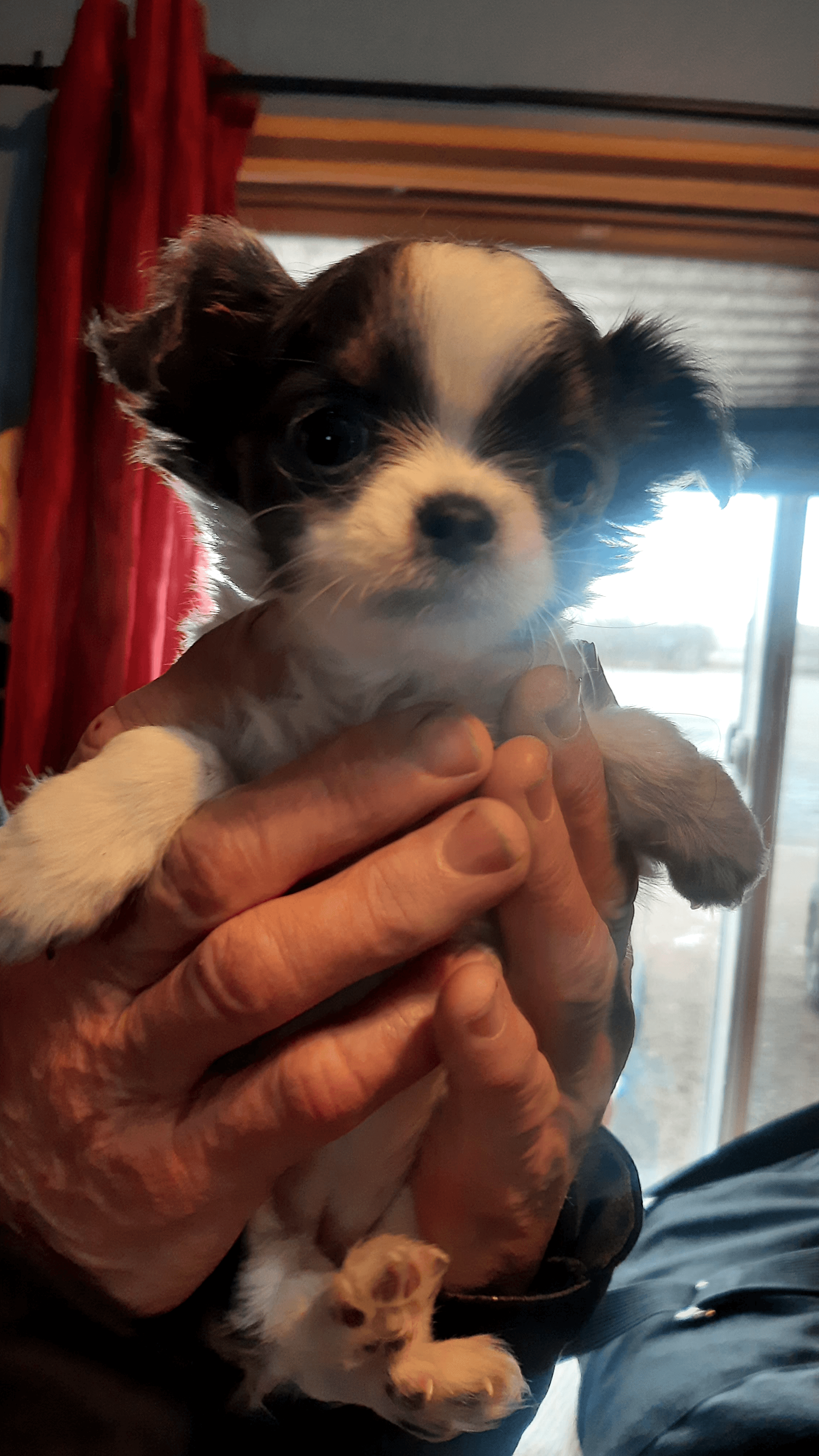 Photo of Gorgeous 8 weeks old female tecup chihuahua