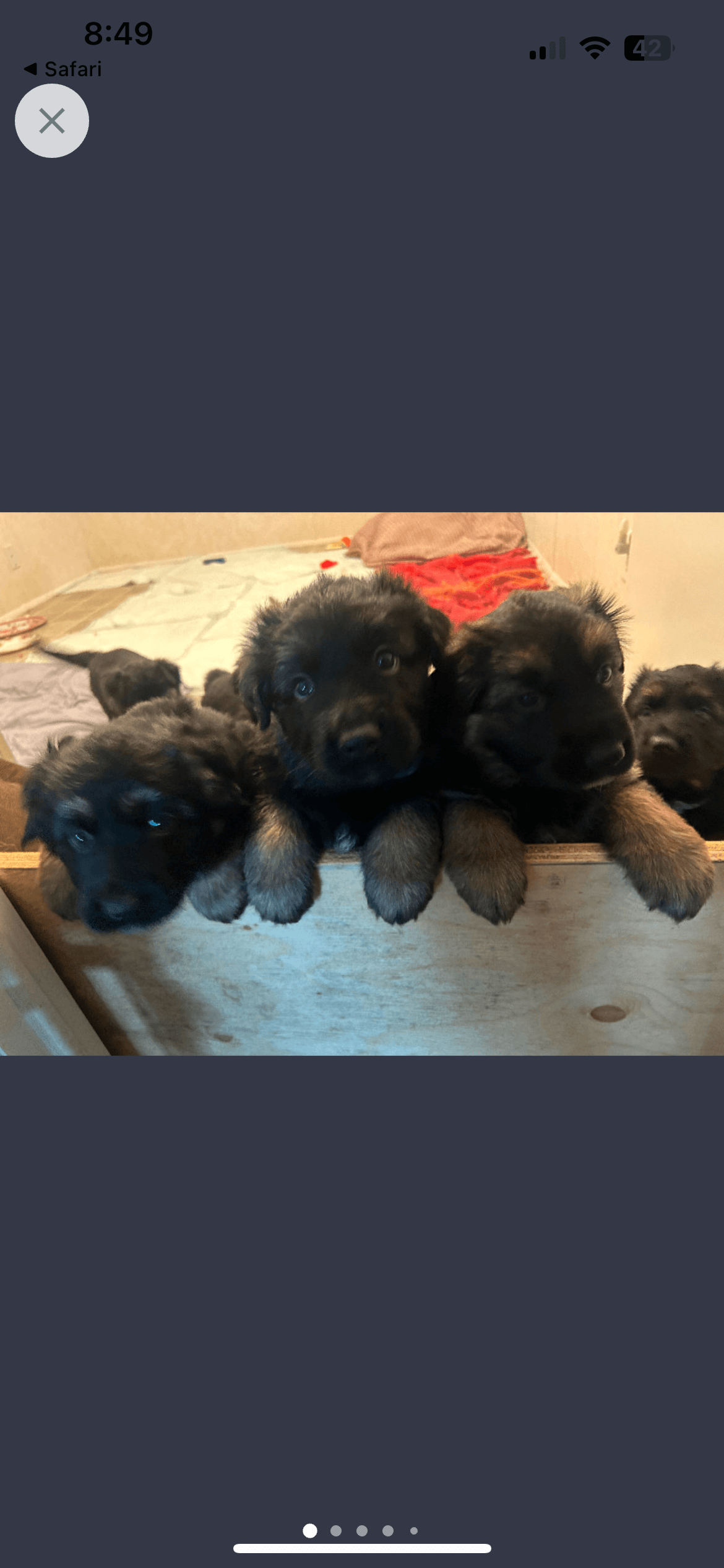 Photo of Puppies long haired king German shepherd 