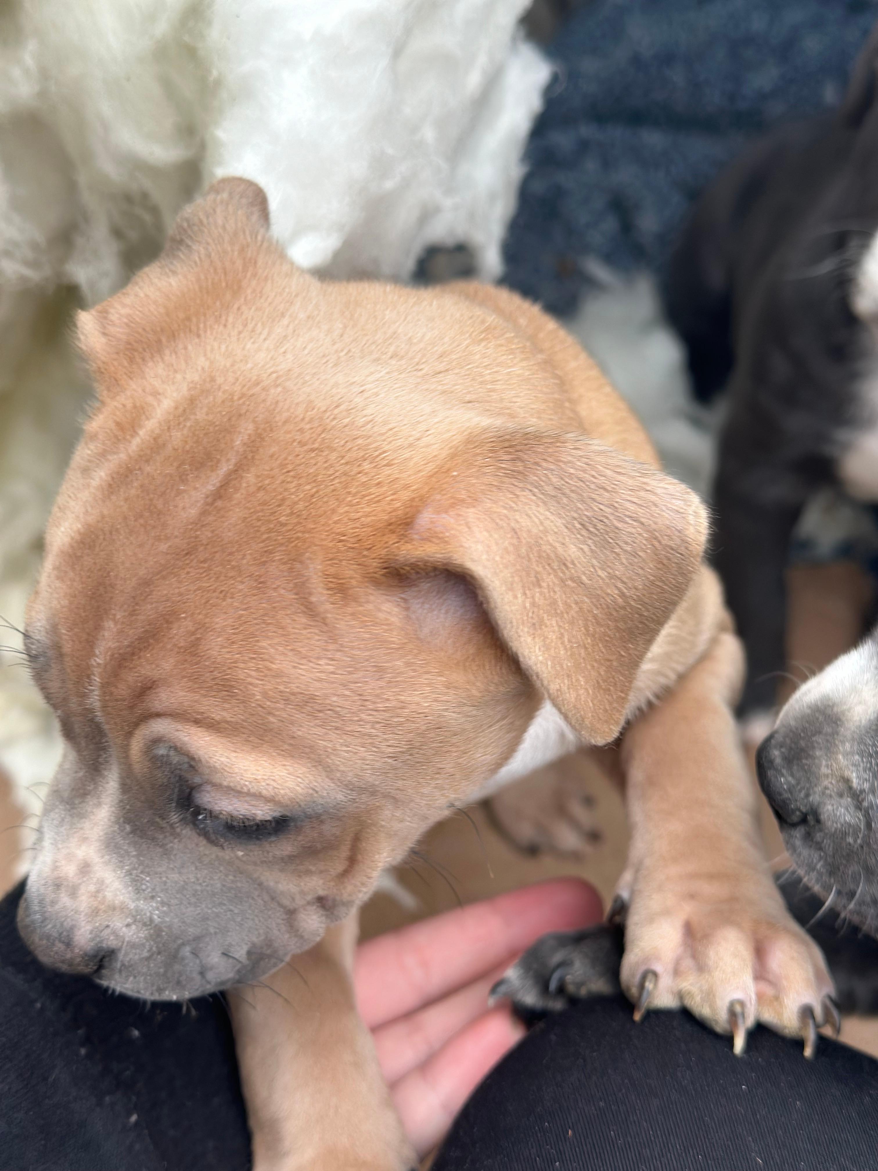 Photo of 8week old pit bull puppies 