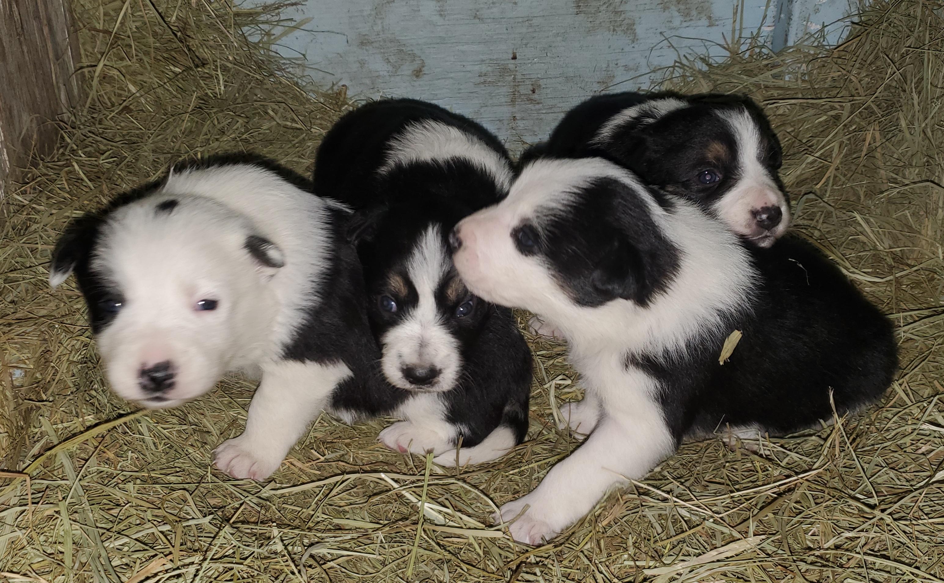 Photo of Border collie pup