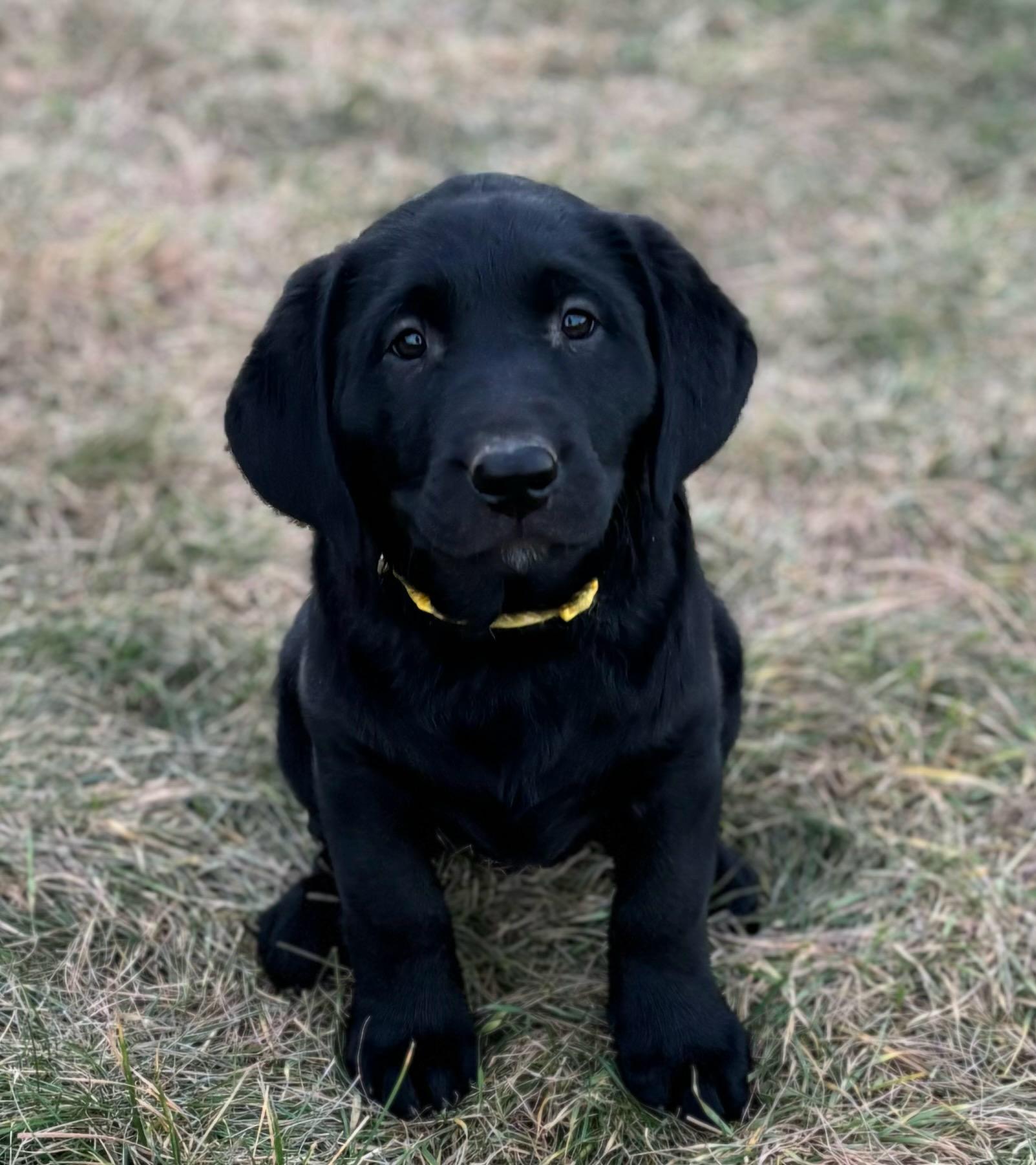 Photo of Silver, Chocolate and Black Lab Puppies