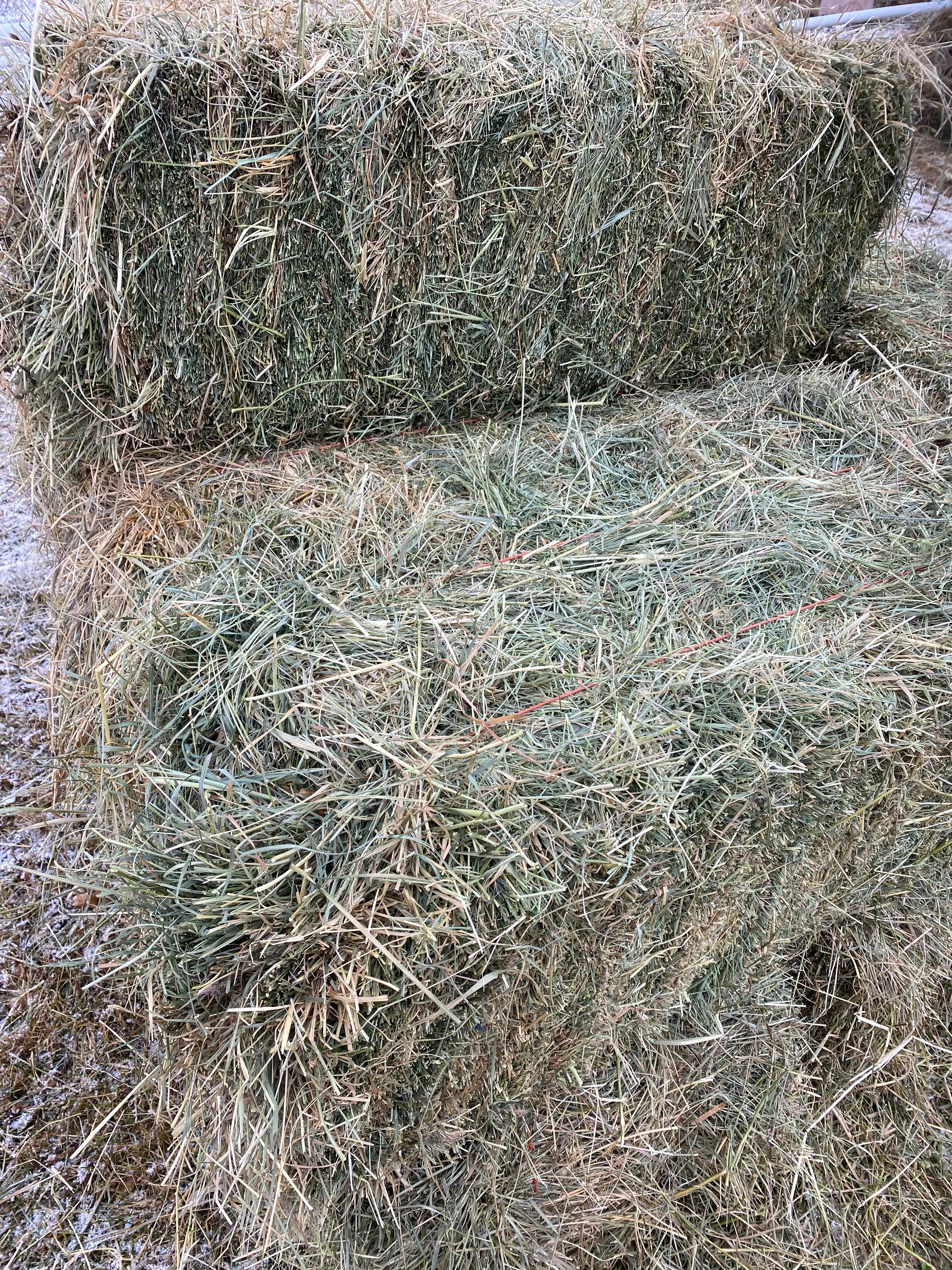 Photo of Alfalfa square bales