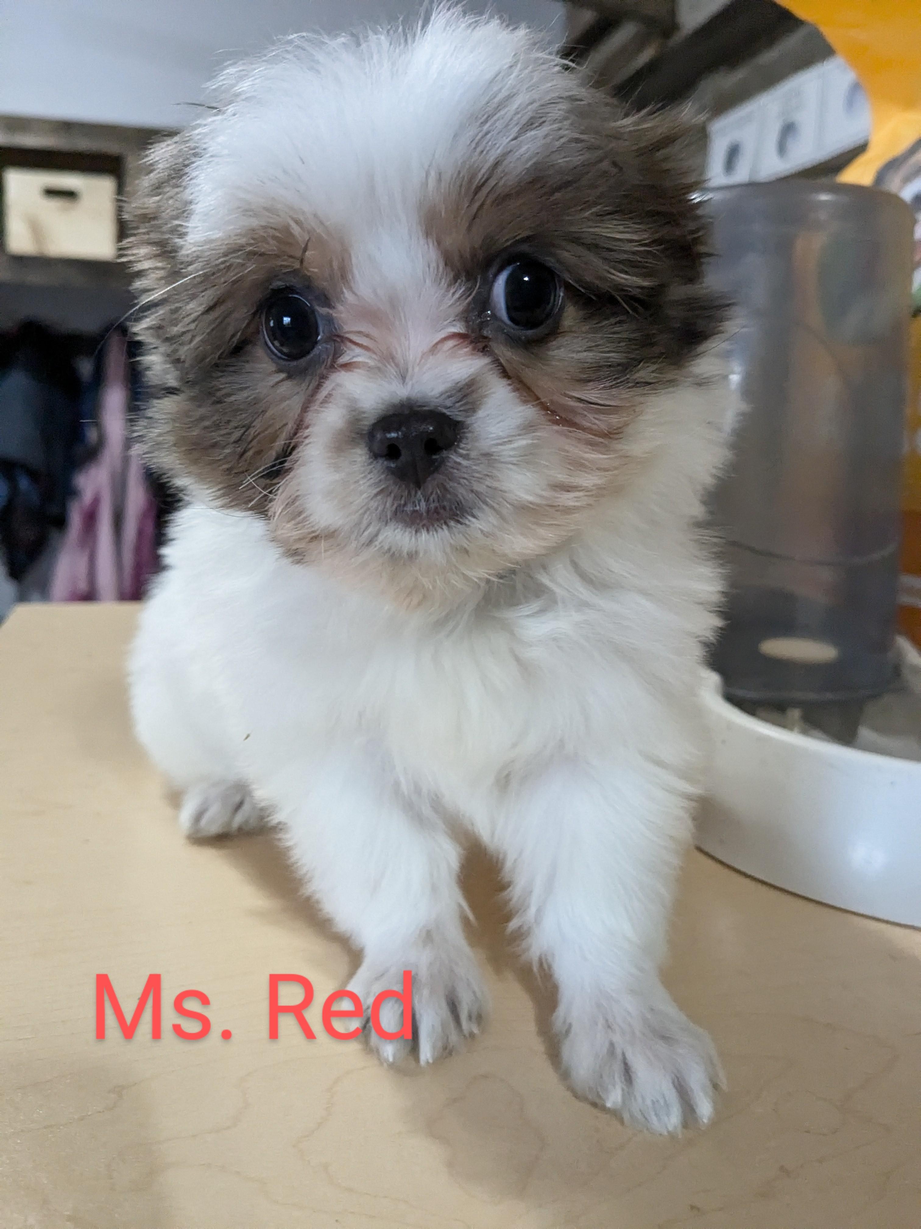 Photo of Shih Tzu Cross Pomeranian/Chihuahua 