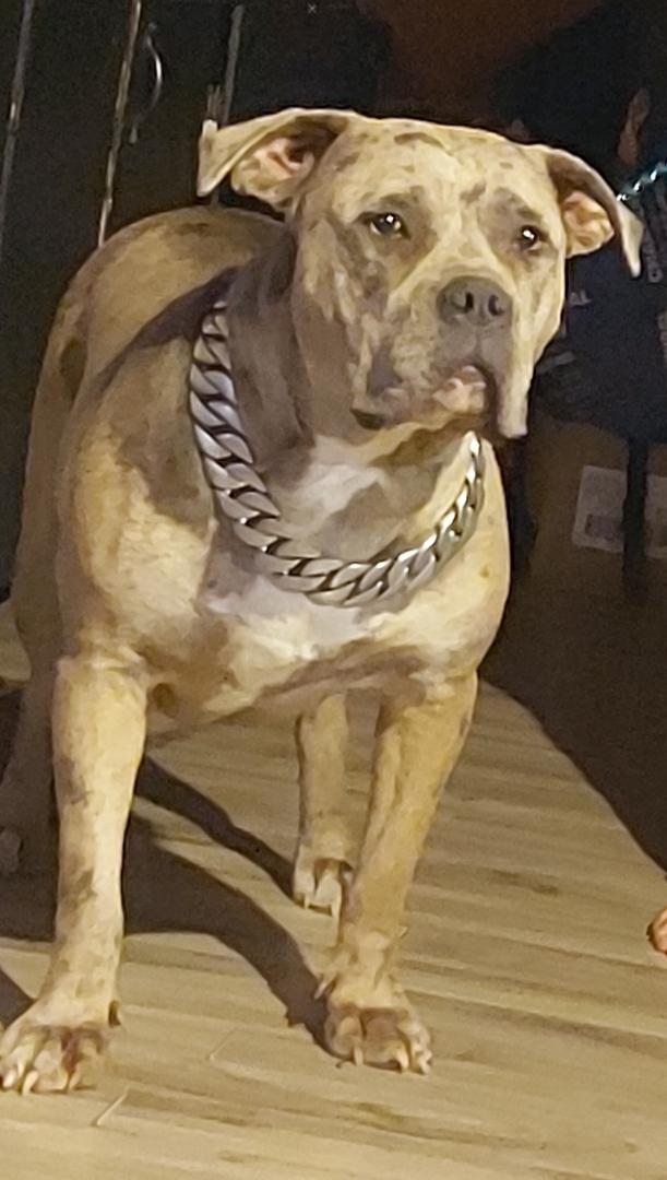 Photo of American bully x pitbull 