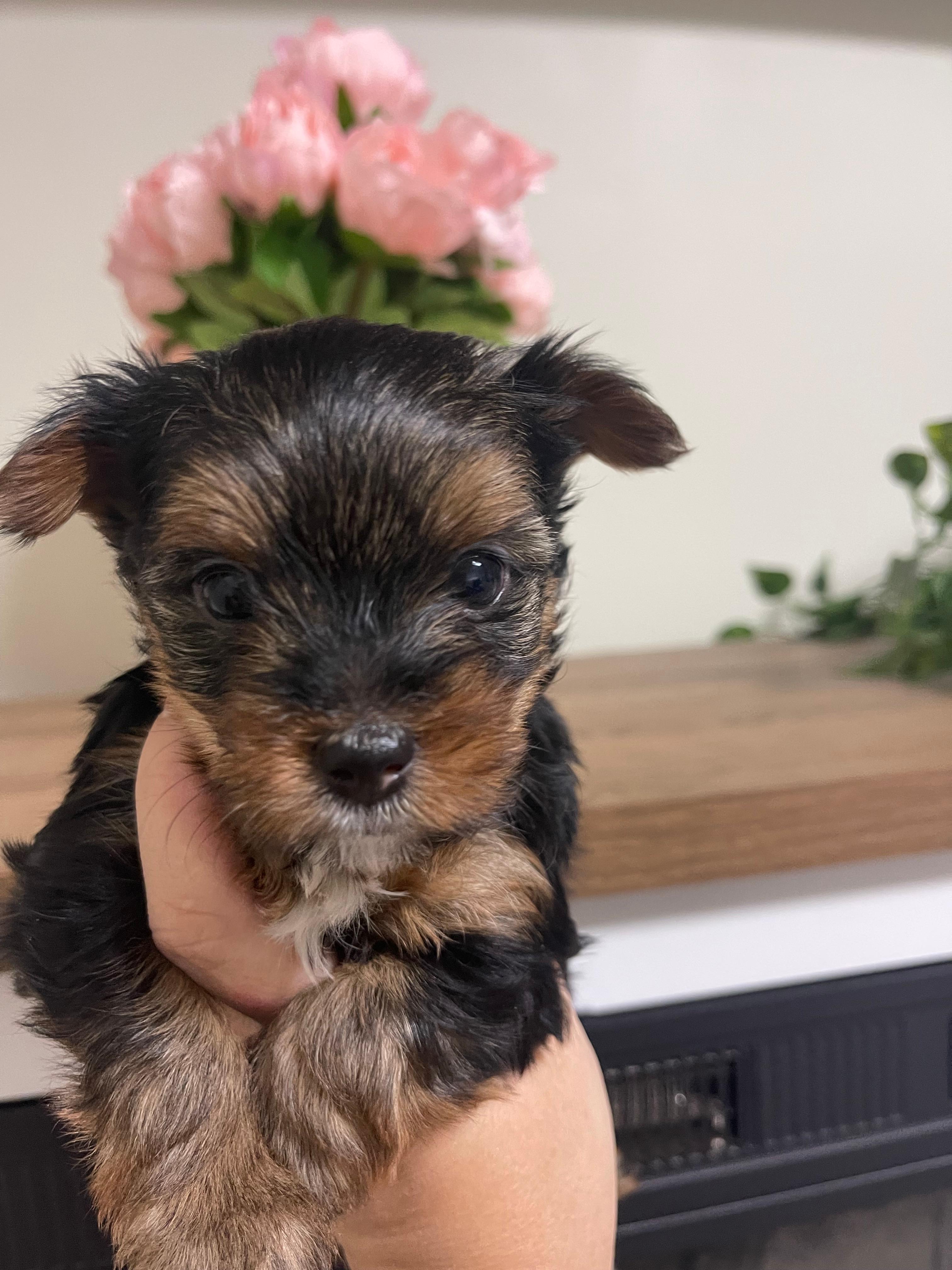 Photo of Yorkie puppies 