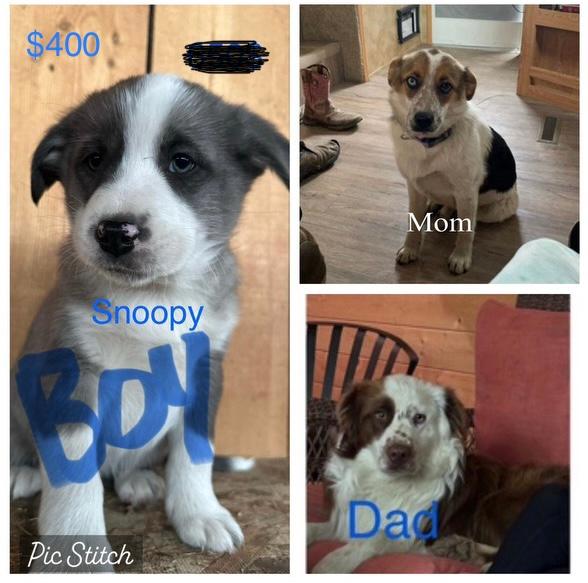 Photo of puppies for sale blue heeler/ Australian sheered  