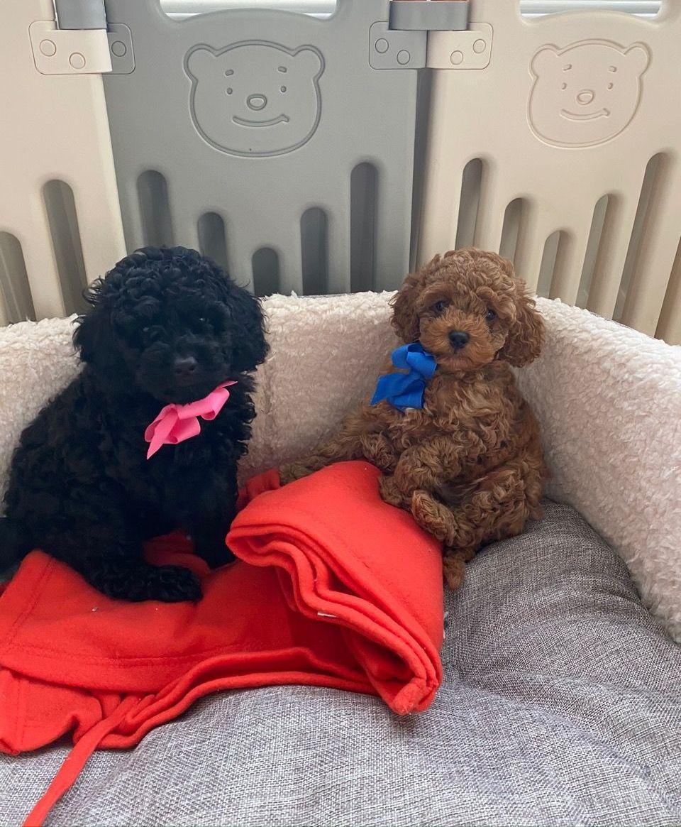 Photo of Boys And Girls Cavapoo Puppies.