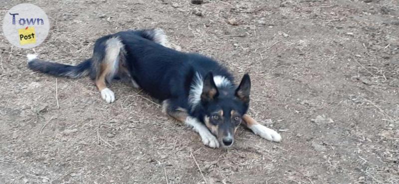 Photo of Registered border collie