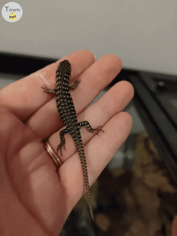 Photo of Baby Kenyan Zebra Skinks