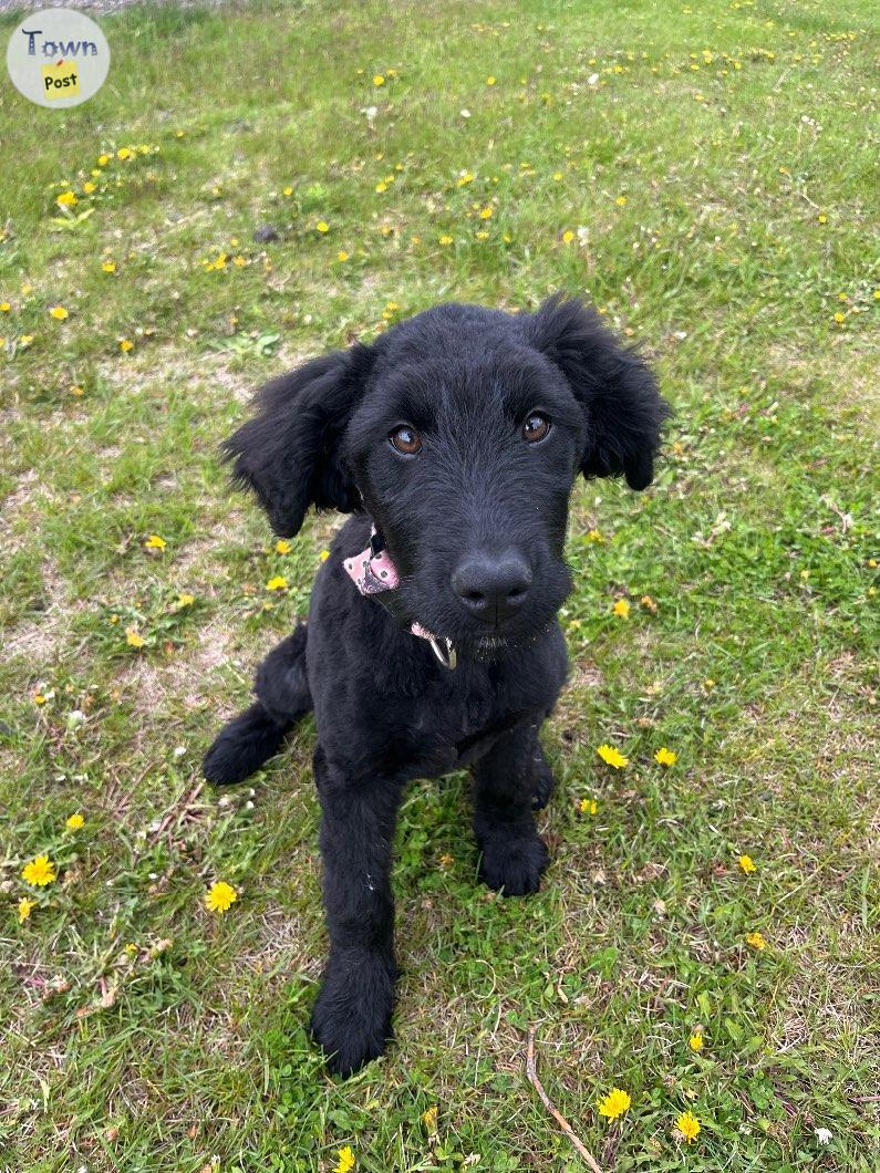 Photo of Lovely Labradoodle (girl)