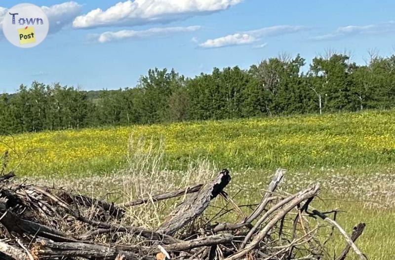 Photo of Mature grassland needs partner