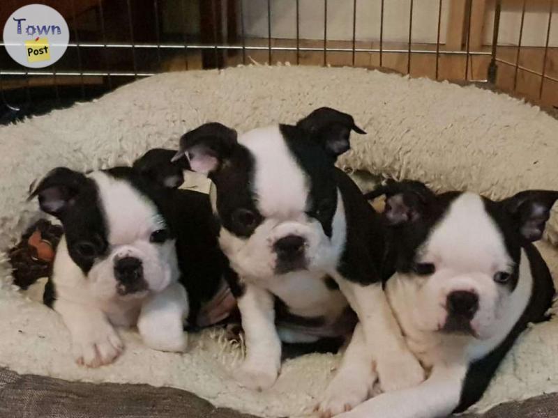 Photo of Boston terrier puppies