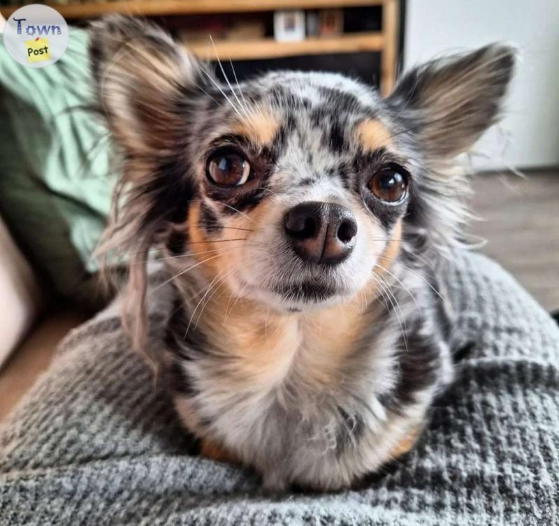 Photo of 2 blue merle chihuahuas 