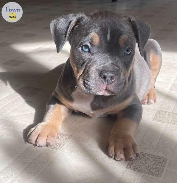 Photo of Blue and Lilac Bully Puppies