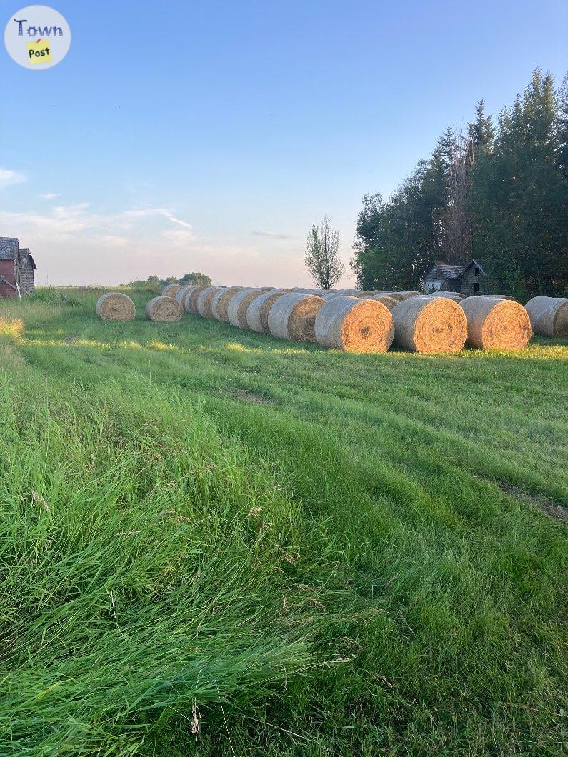 Photo of Hay for sale 