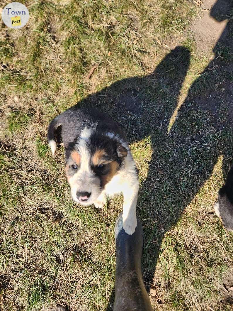 Photo of Border collie puppies 