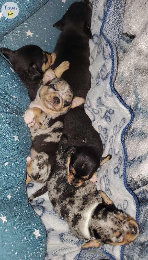 Photo of Chihuahua puppies