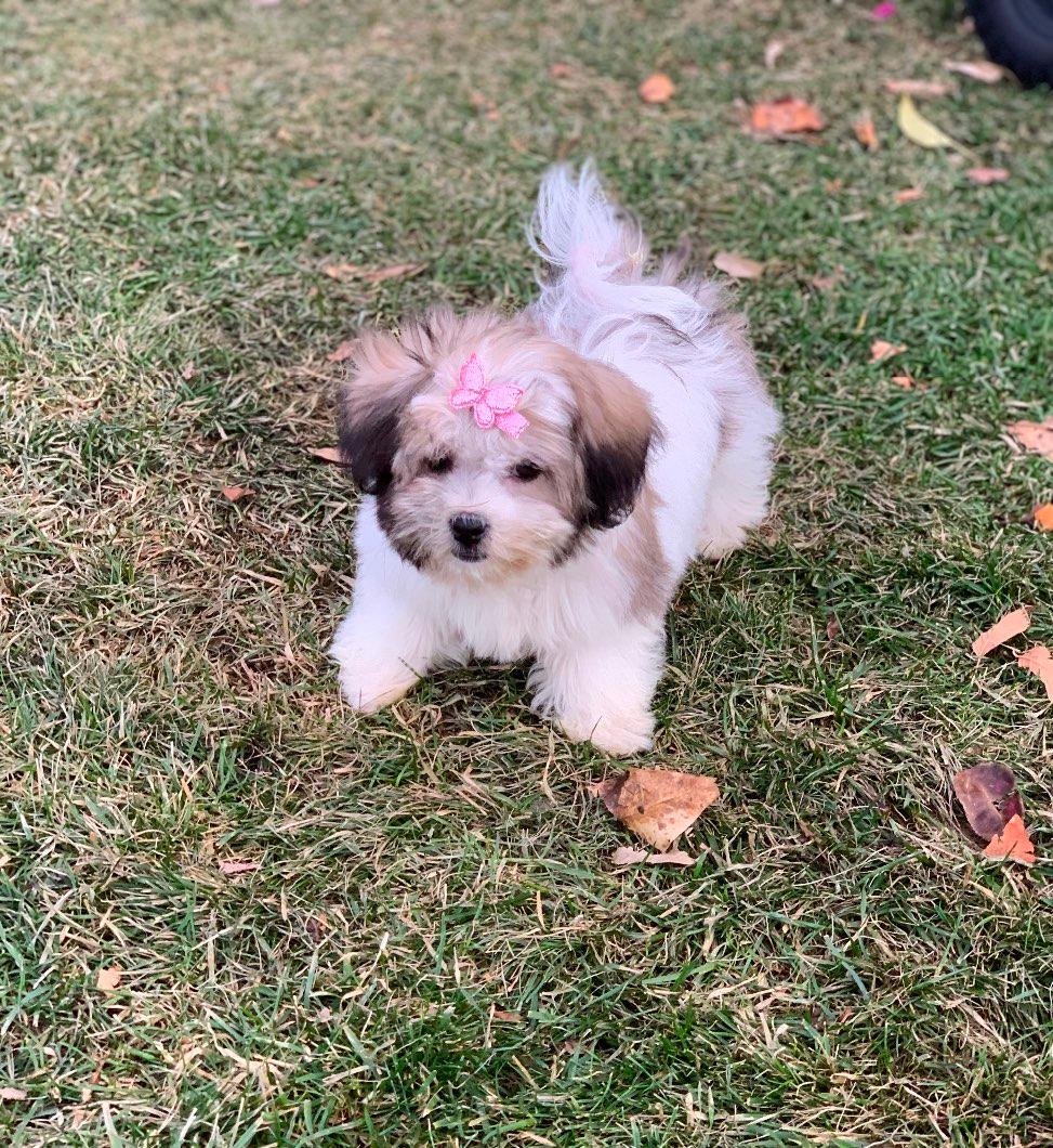 Photo of Super adorable bichon shih x puppies