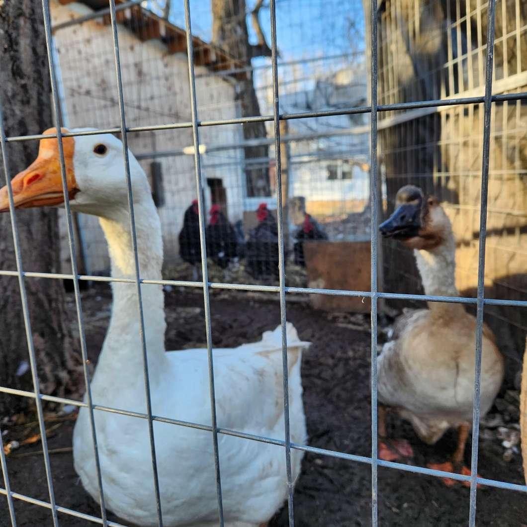 Photo of Geese and Turkey