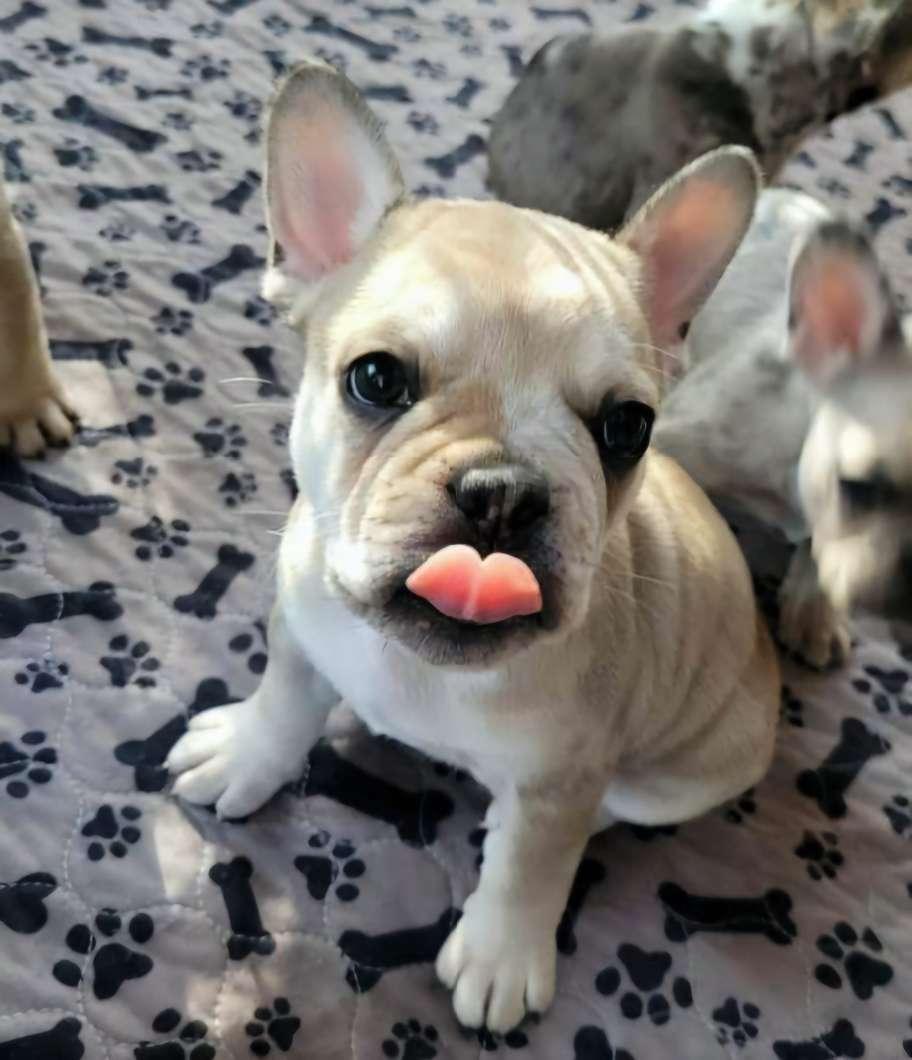 Photo of Frenchie Puppies