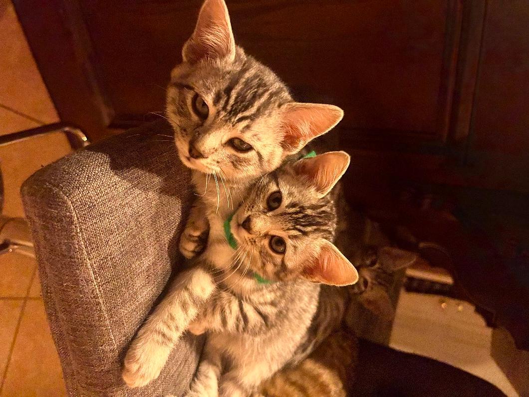 Photo of Bengal kittens 